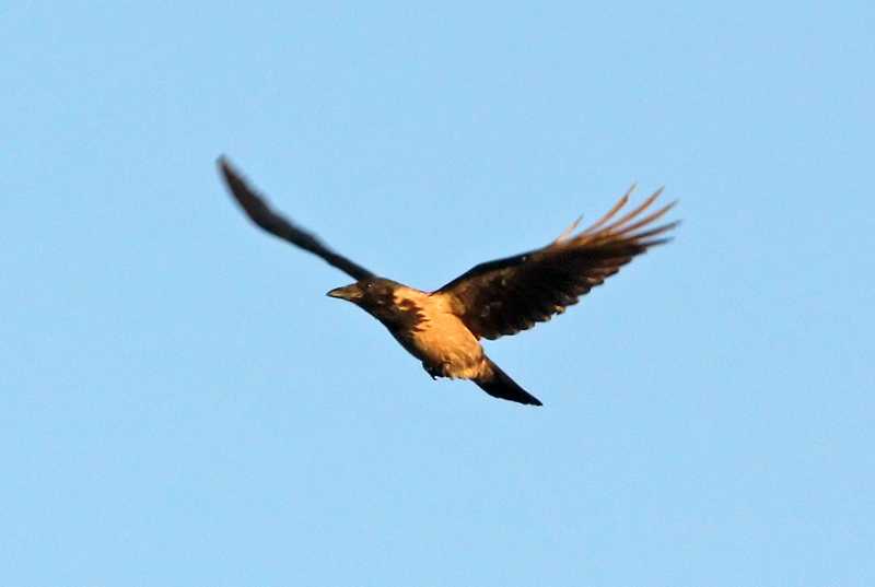 Dolmányos varjú [Corvus cornix] 