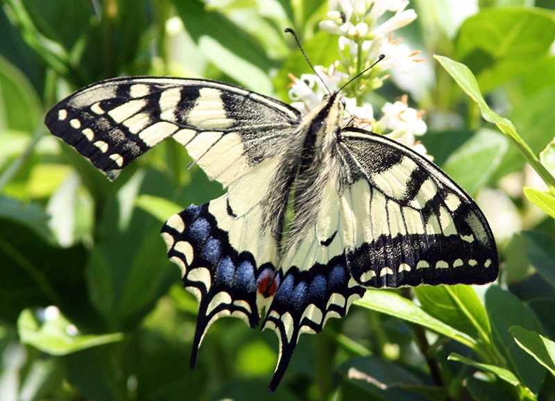 Fecskefarkú lepke [Papilio machaon] 