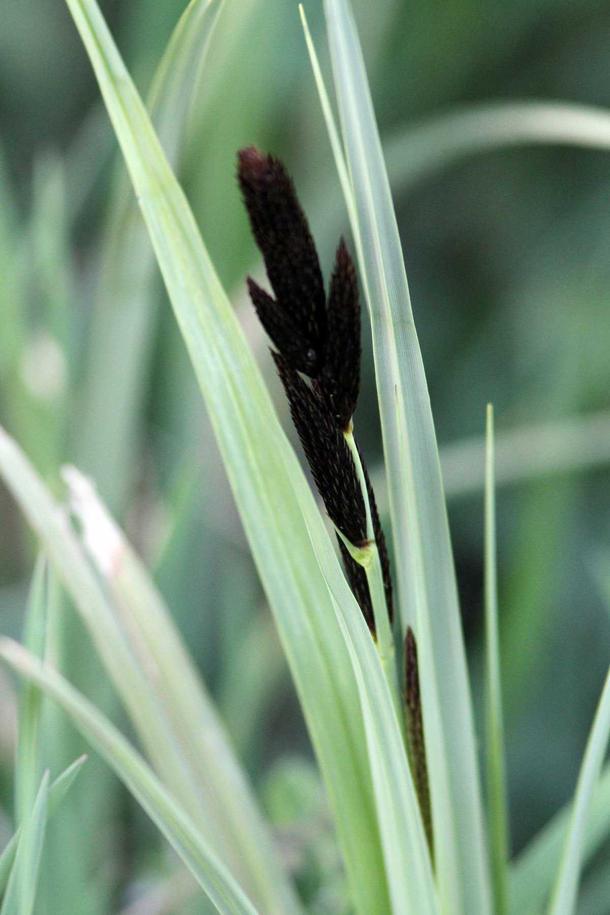 Fekete sás [Carex nigra] 