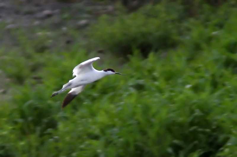 Gulipán [Recurvirostra avosetta] 