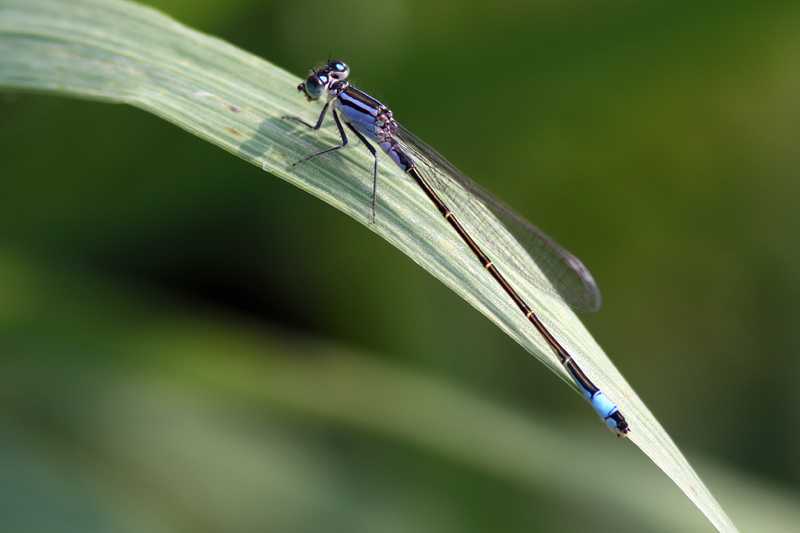 Kék légivadász [Ischnura elegans] 