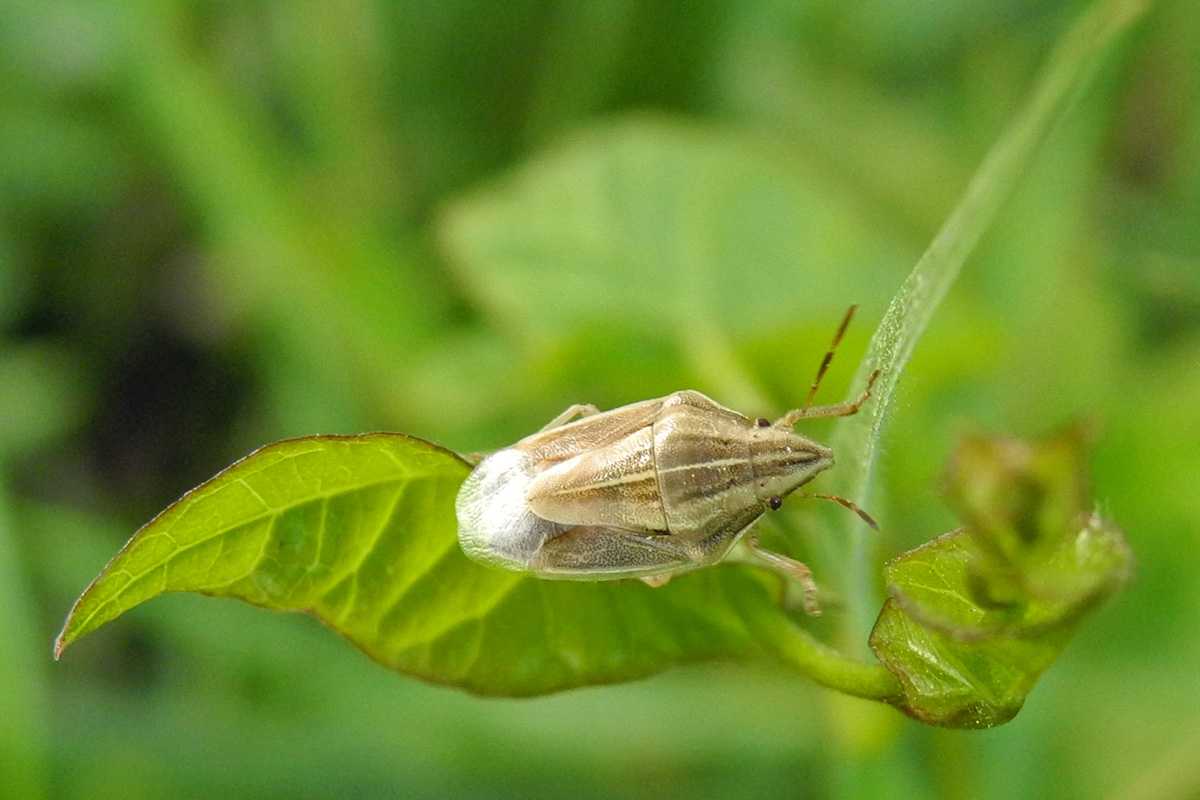 Közönséges szipolypoloska [Aelia acuminata] 