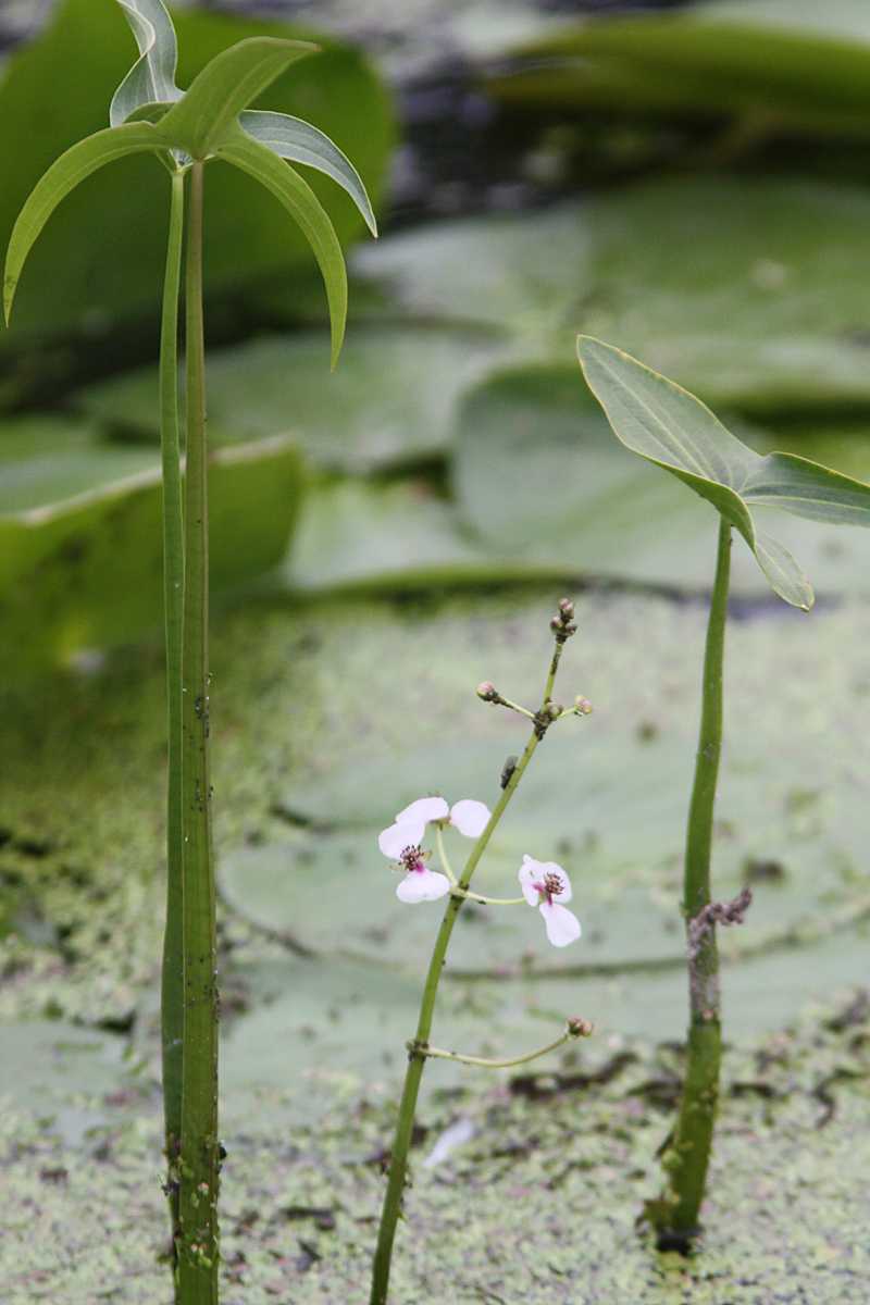Nyíllevelű nyílfű [Sagittaria sagittifolia] 
