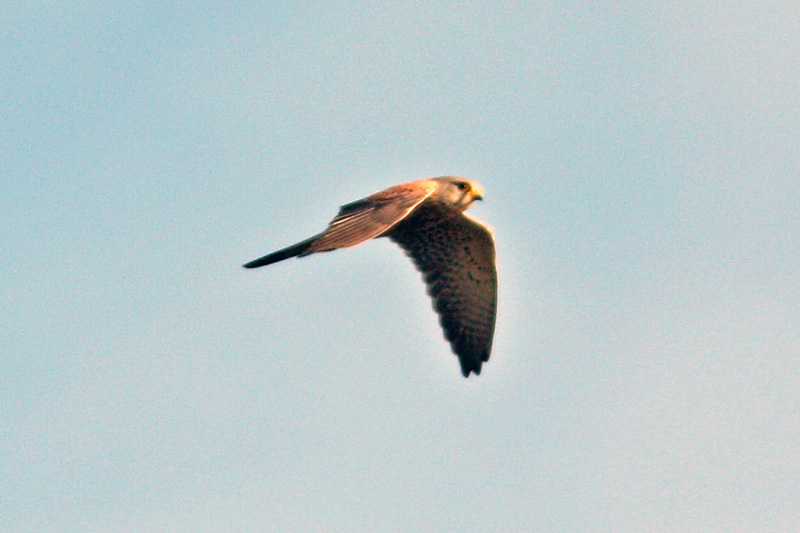 Vörös vércse [Falco tinnunculus] 